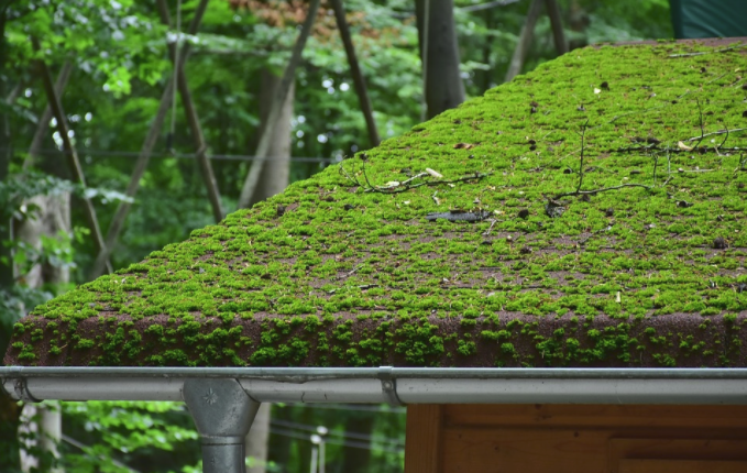 Moss on roof and gutters damaging property, in need of moss removal service.