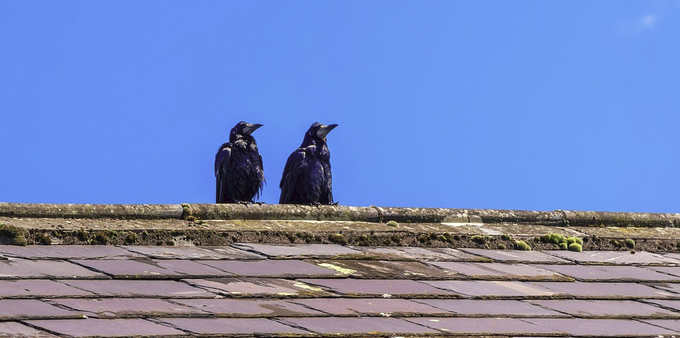 Crows sitting on a dirty roof covered in algae, bird droppings and in need of a roof cleaning service.